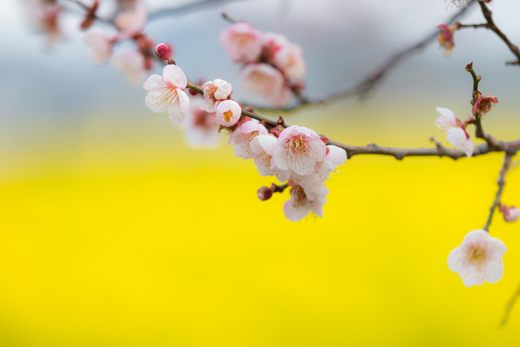 梅の奥は菜の花満開