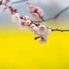 梅の奥は菜の花満開