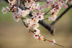 春近し
