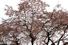 2016年　桜　１