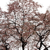 2016年　桜　１