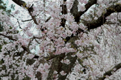 2016年　桜　2