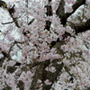 2016年　桜　2