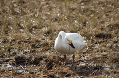 餌が　沢山あるわ～