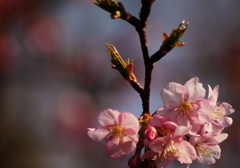 河津桜