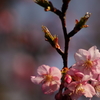 河津桜