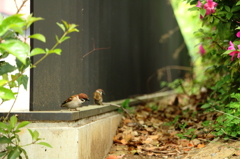 スズメ２