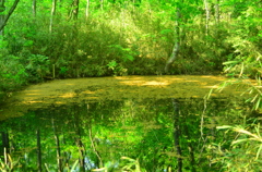 Greenest