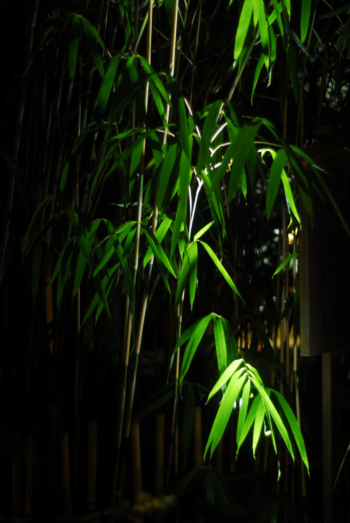 竹林