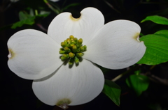 Holy Flower.