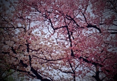 さくらサクラ桜SAKURA