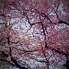 さくらサクラ桜SAKURA