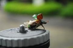 飛躍の日