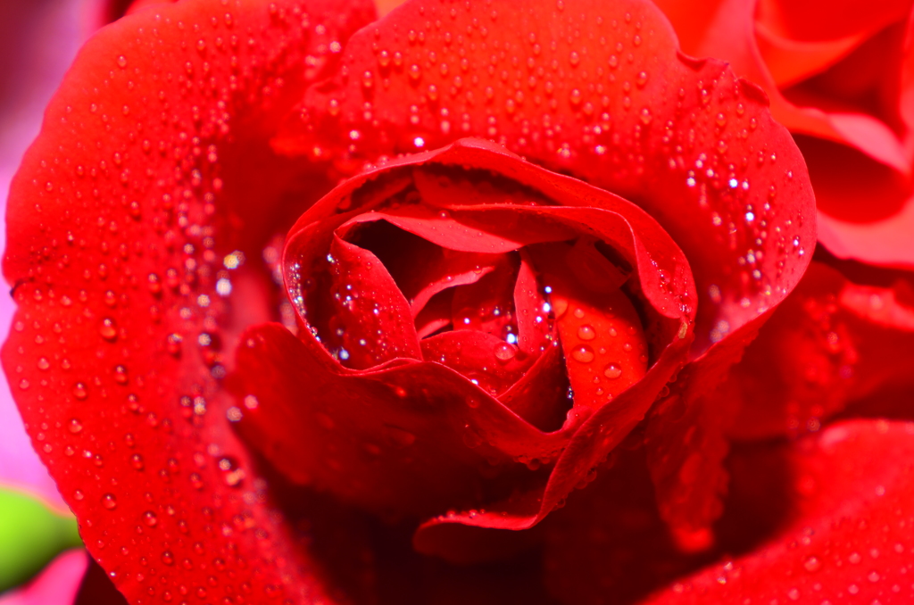 薔薇