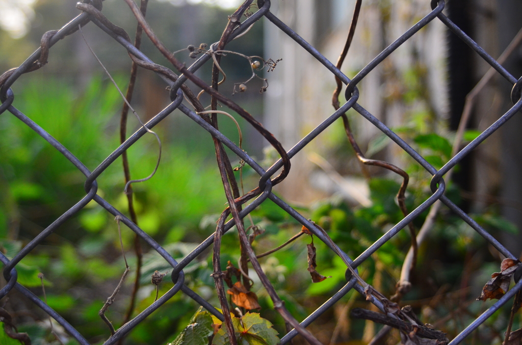 Fence.