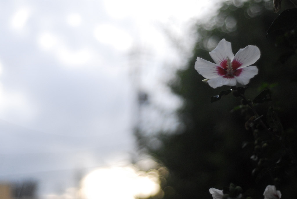 一輪の花