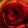 The Rose