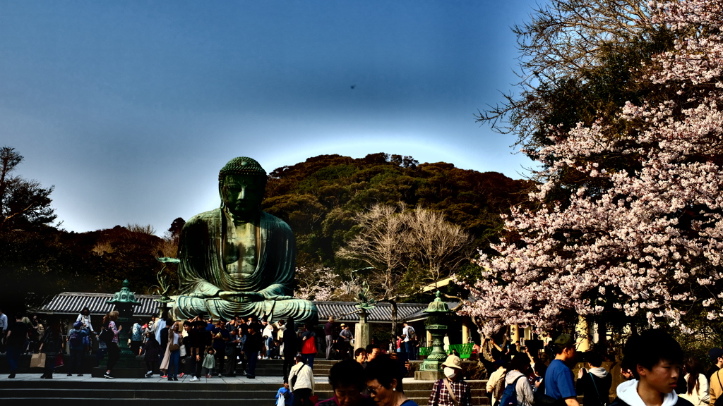 桜と大仏