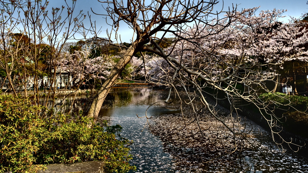 鶴岡八幡宮庭園