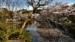 鶴岡八幡宮庭園