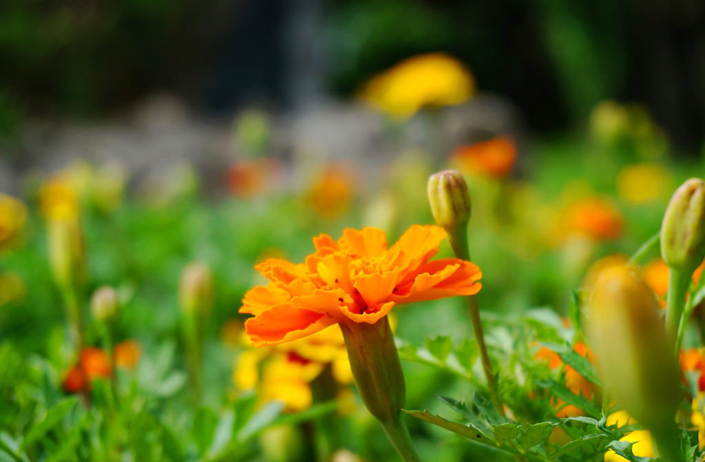 オレンジの花壇