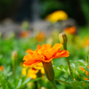 オレンジの花壇