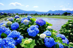 あじさいのある風景