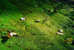 moss　carpet