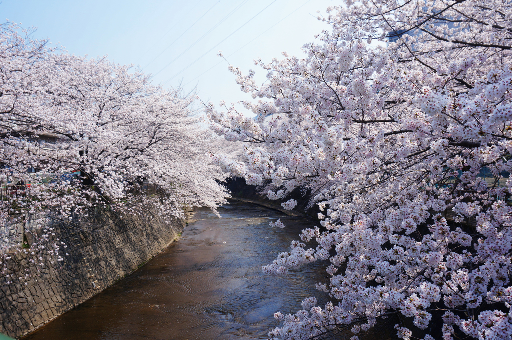 桜なだれ