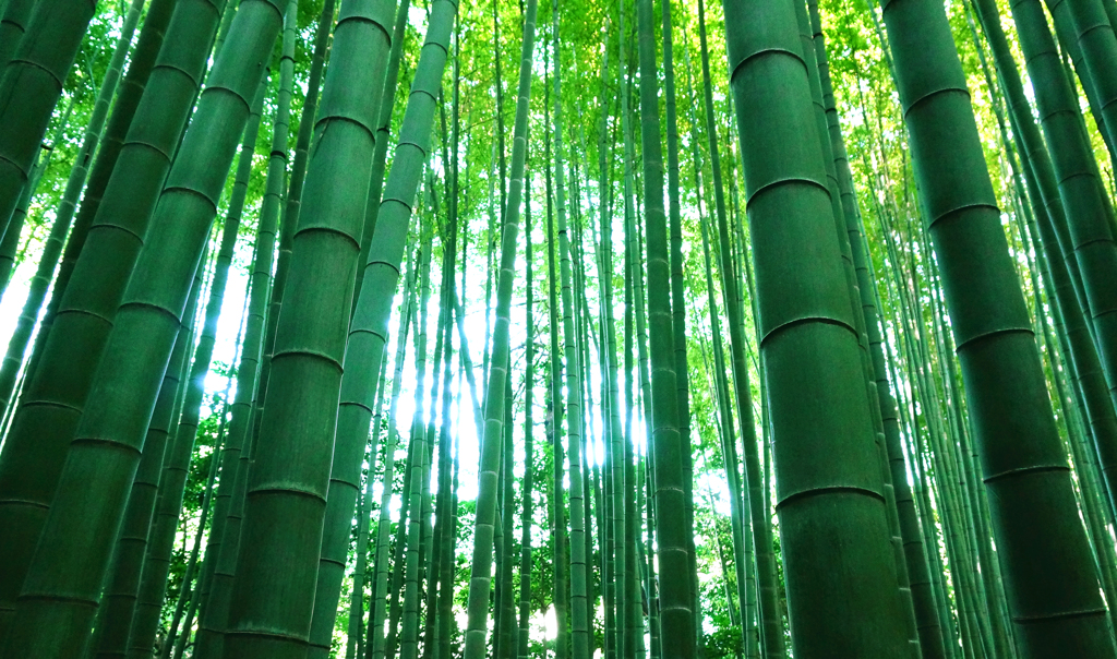 bamboo forest