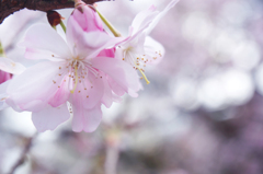 春の十月桜