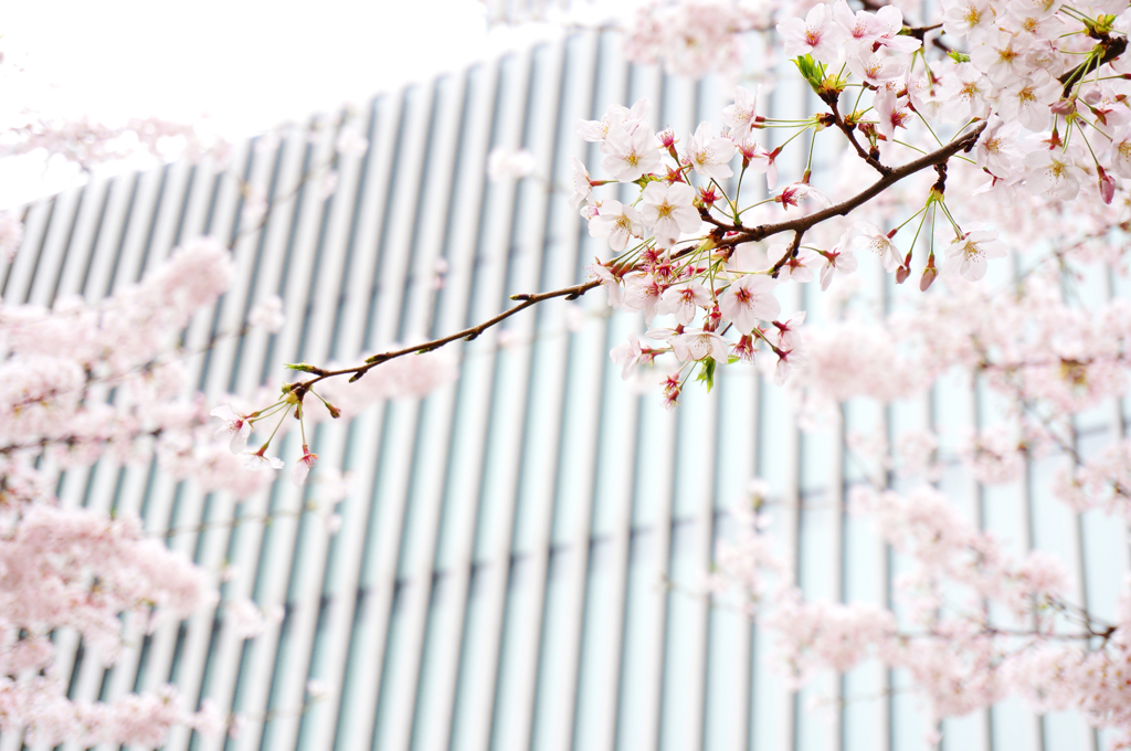 都会の桜