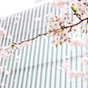 都会の桜