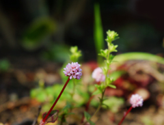 petite fleur