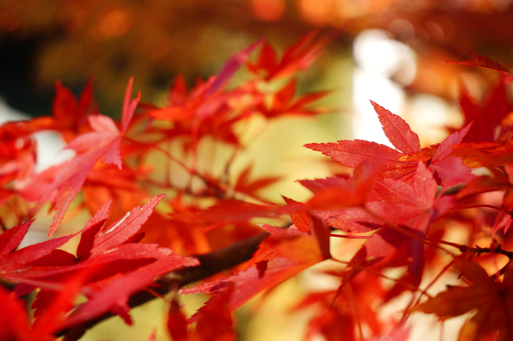 紅の世界