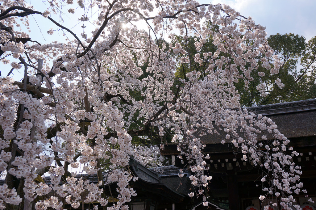 さきがけ桜　2