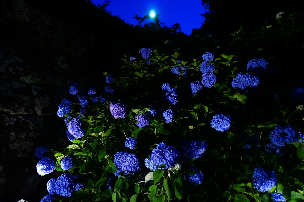夜　あじさいの丘