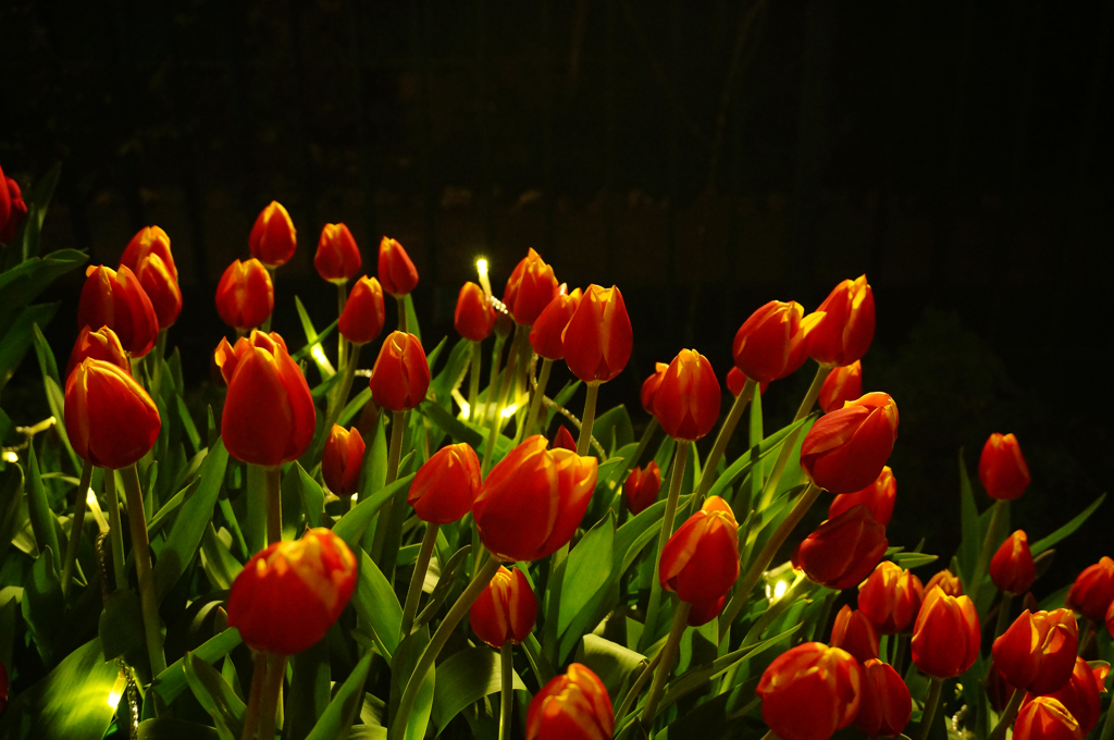 tulip candle