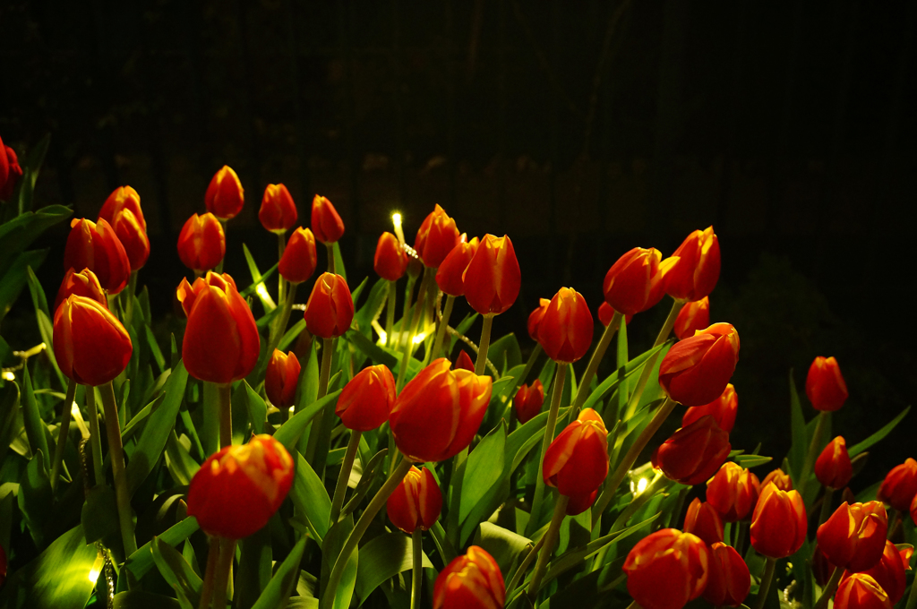 tulip candle
