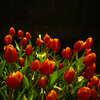 tulip candle