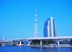 blue sky tree