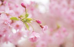 prettily blooms