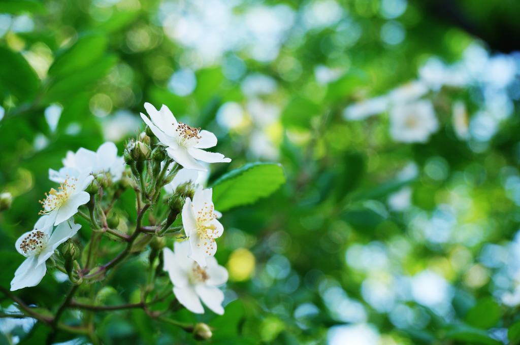 white grace