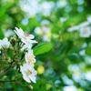 white grace