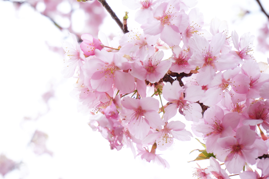 光の桜