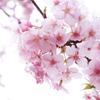 光の桜
