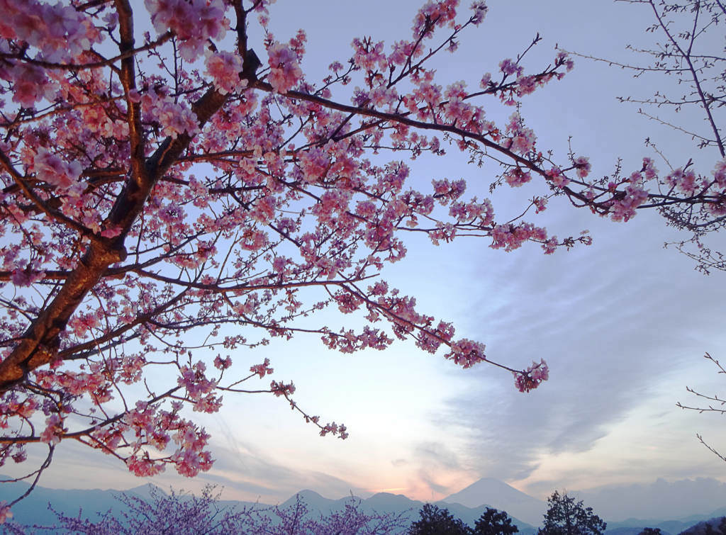 サクラと夕焼け富士山