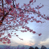 サクラと夕焼け富士山