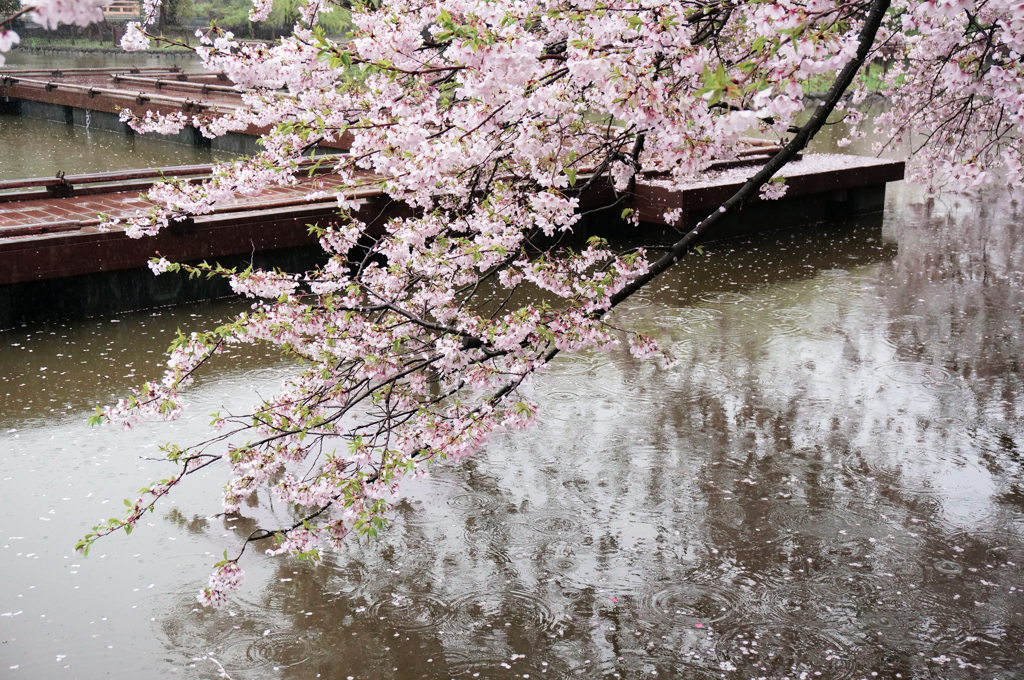 雨の日の桜　2