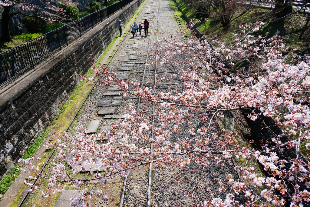 春のさんぽ道